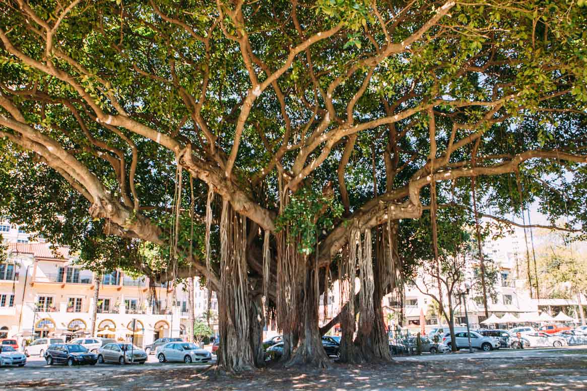 Banyan_6
