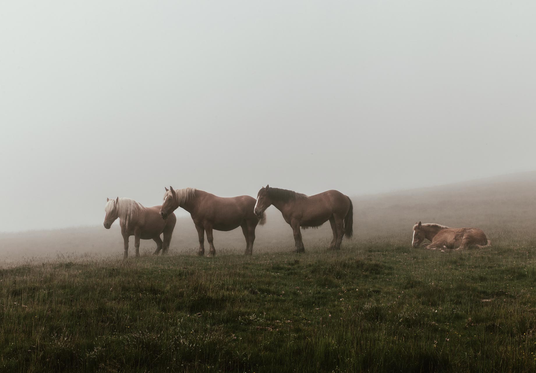 Horses